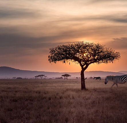 Zebra at Sunset